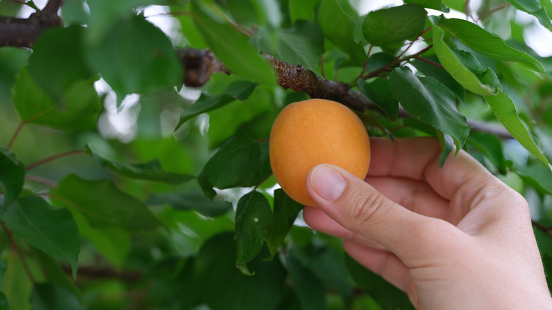 Someone holding dwarf apricot in their hand