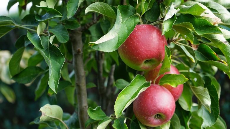 A close up of three columnar apples hanging