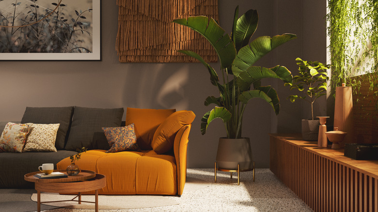 A potted leafy banana tree in the corner of living room