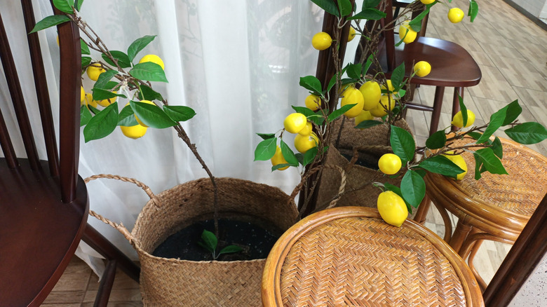 A dwarf lemon tree in a weaved basket next to a stool and chair