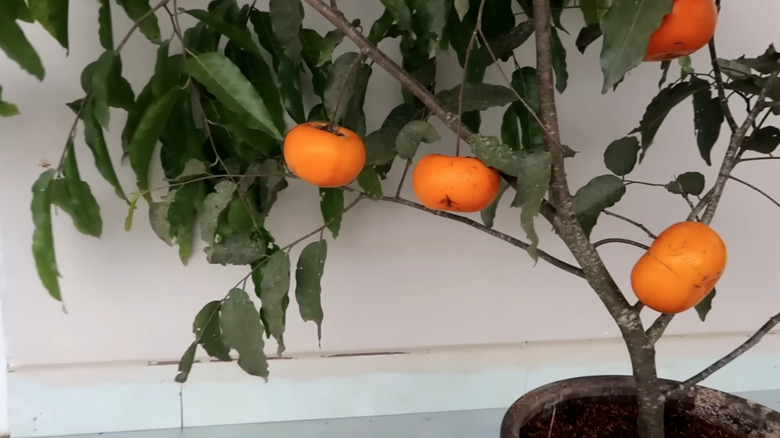 potted persimmon tree with fruit against a white wall