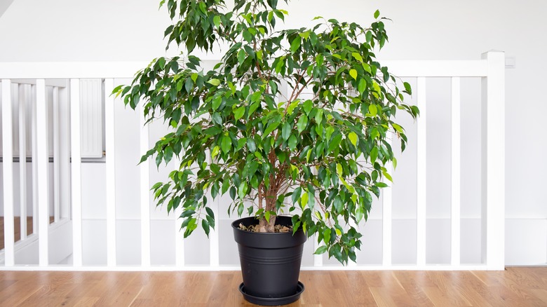 A green fig tree next to stair railing in house