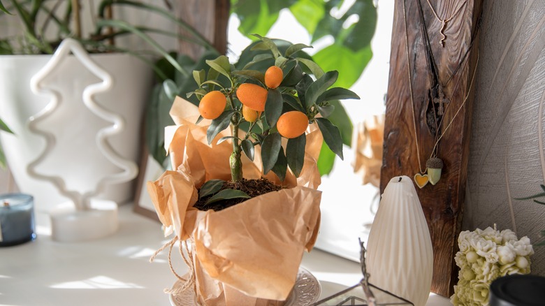 A fruit-bearing kumquat tree sitting on space near home decor