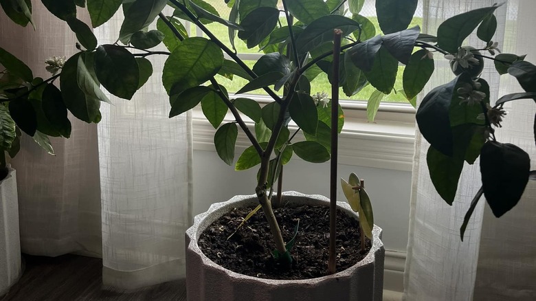 A white potted lime tree sitting next to a window with a white curtain