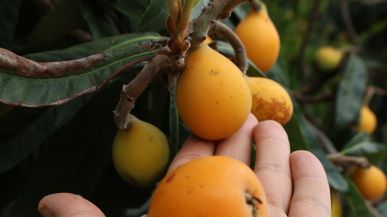 A close up of someone holding orange loquat in hand