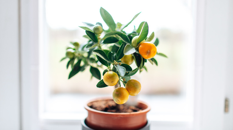 A small potted mandarin tree with fruit near a window