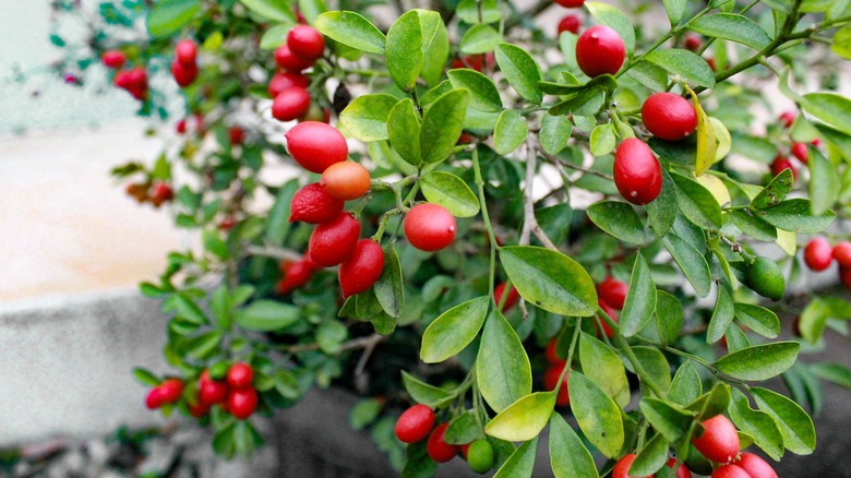 A close up of potted miracle berry tree with small red fruit