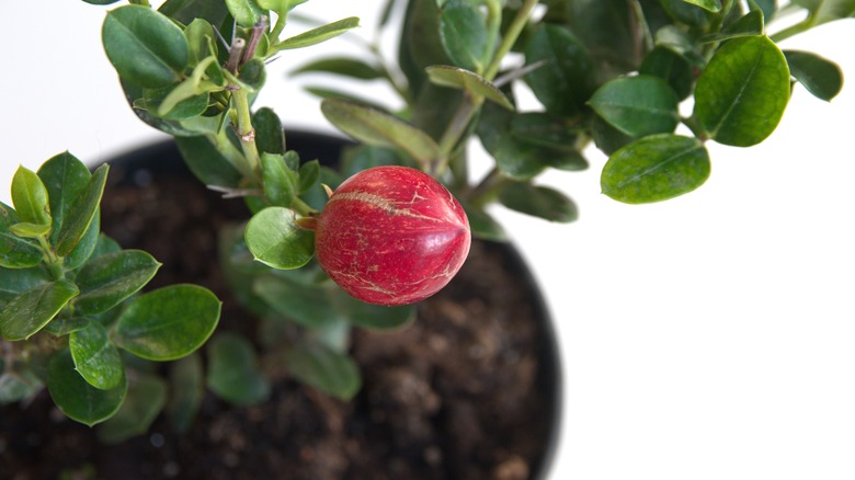 A close up of potted natal plum tree on white surface