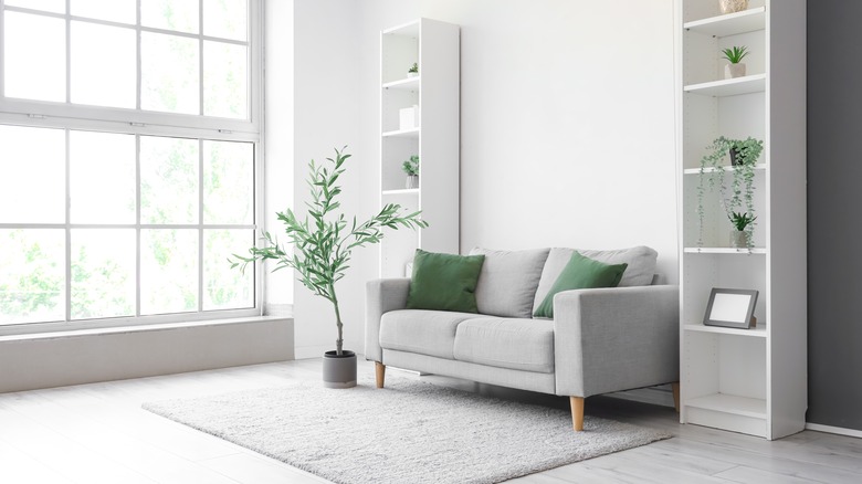 A potted olive tree sitting next to gray couch