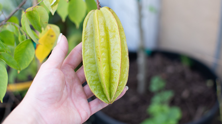 Someone holding a hanging a green starfruit