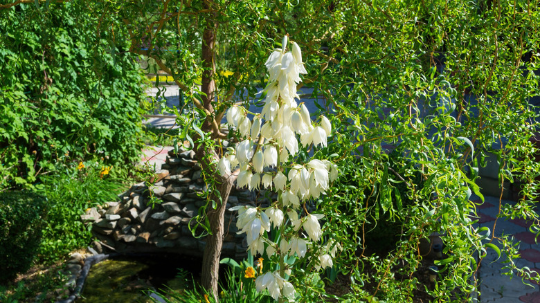 A flowering Adam's Needle yucca plant grows in a landscaped garden with trees in the background