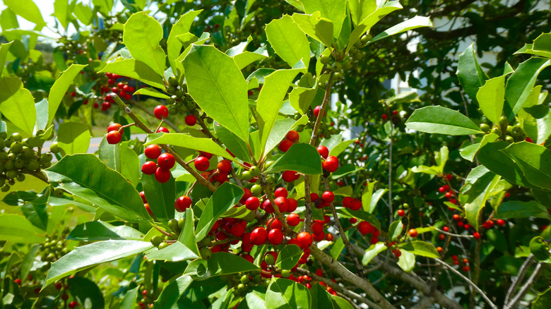 A closeup photo of an American holly plant producing fruit