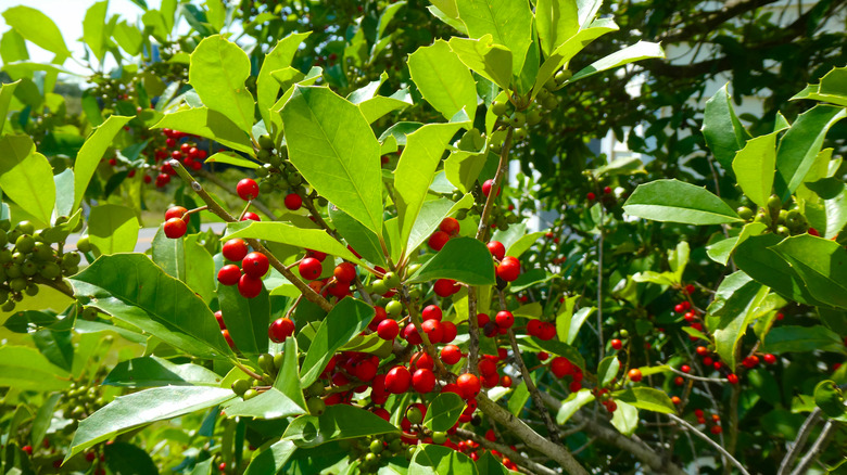 A closeup photo of an American holly plant producing fruit