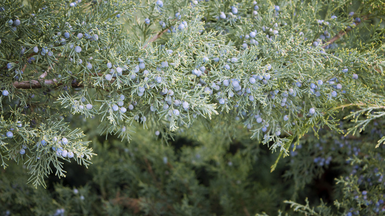 A blue star juniper displaying fuit in a close-up photo