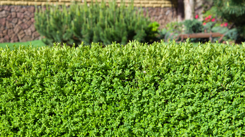 Boxwood forms a green hedge in front of a stone wall