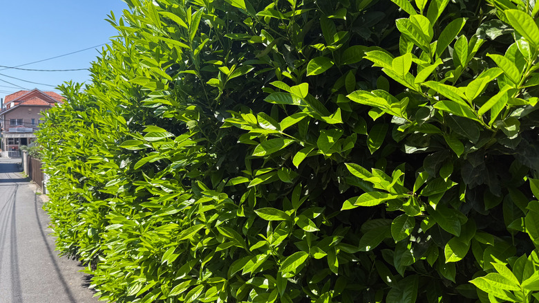 A cherry laurel plant forms a dense hedge