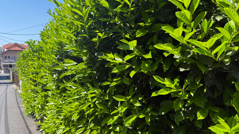 A cherry laurel plant forms a dense hedge