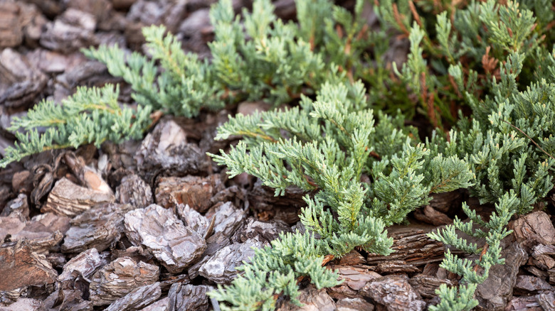 The branches of creeping juniper spread out on a landscaped surface