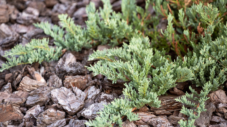 The branches of creeping juniper spread out on a landscaped surface