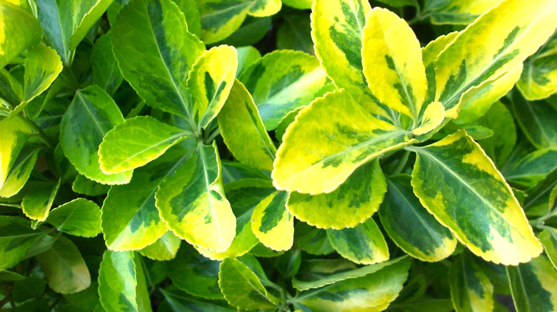 A close-up of the green and yellow leaves of a Euonymus 'Silver King' plant