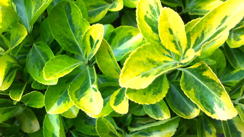 A close-up of the green and yellow leaves of a Euonymus 'Silver King' plant