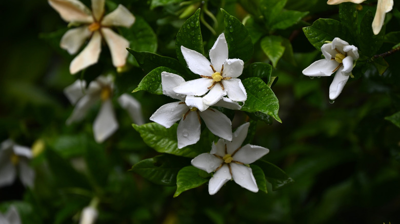 The white flowers of a gardenia glisten with dew in a photo with a blurred background