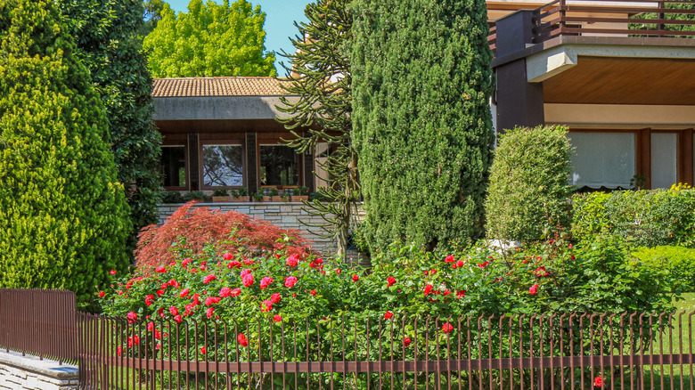 Trees and shrubs grow in the front yard of a house, including shrubs with red flowers and tall evergreens