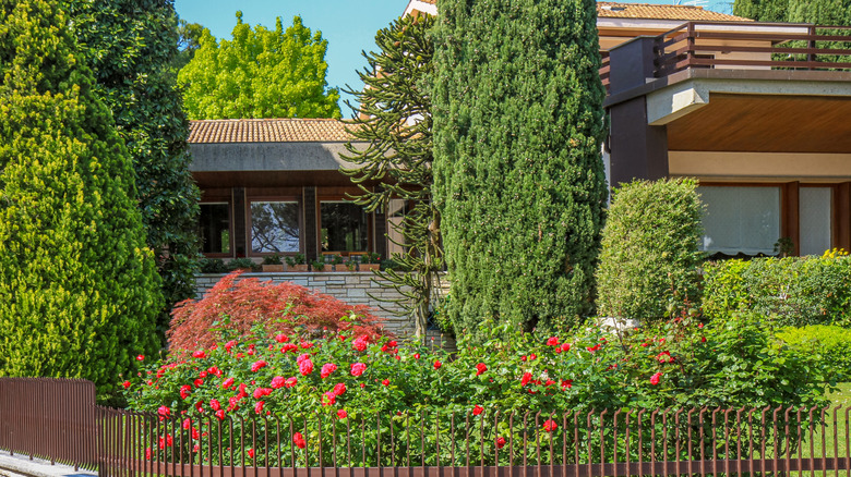 Trees and shrubs grow in the front yard of a house, including shrubs with red flowers and tall evergreens
