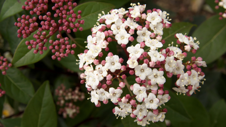 The red buds and white flowers of a laurustine are seen in a close-up photo