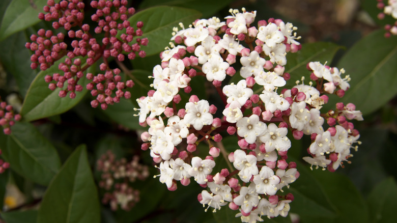 The red buds and white flowers of a laurustine are seen in a close-up photo
