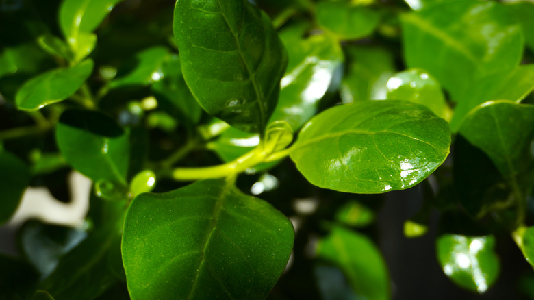 A close-up photo shows the glossy leaves of a mirror bush