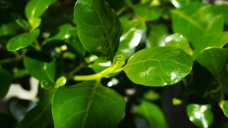 A close-up photo shows the glossy leaves of a mirror bush