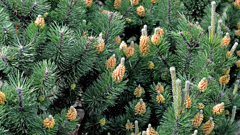 Small pinecones are nestled among the leaves of a mugo pine
