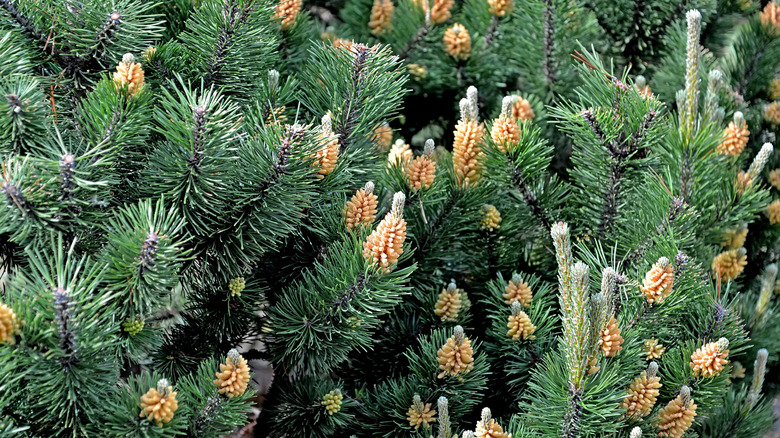 Small pinecones are nestled among the leaves of a mugo pine