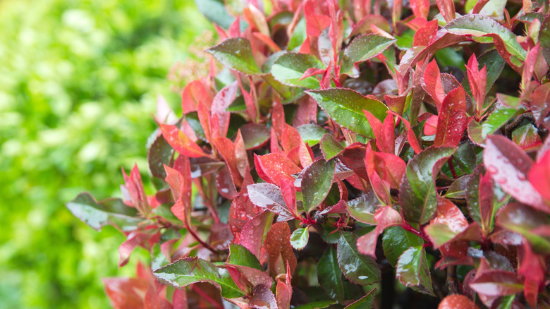 The red and green foliage of a red-tip photinia can be seen in front of a blurred light green background