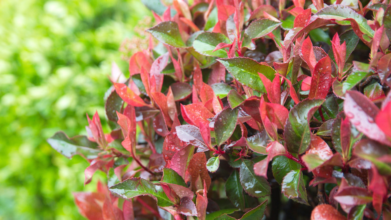 The red and green foliage of a red-tip photinia can be seen in front of a blurred light green background