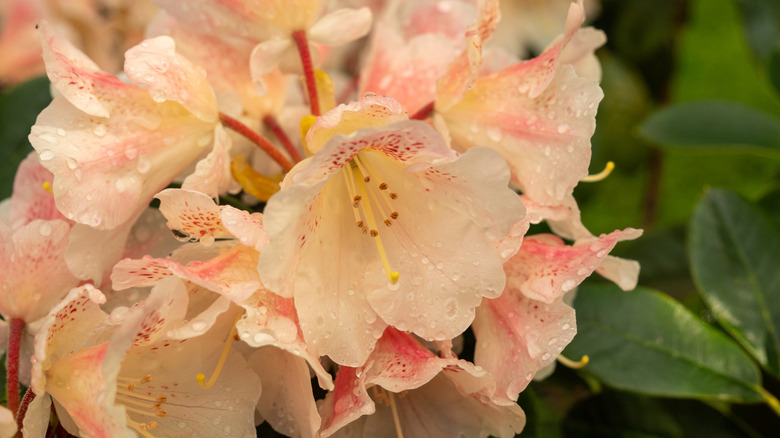 The coral-colored flowers of a rosebay rhododendron contrast with green leaves in a close-up photo