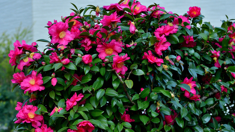A Camellia sasanqua grows near a house, displaying bright pink flowers