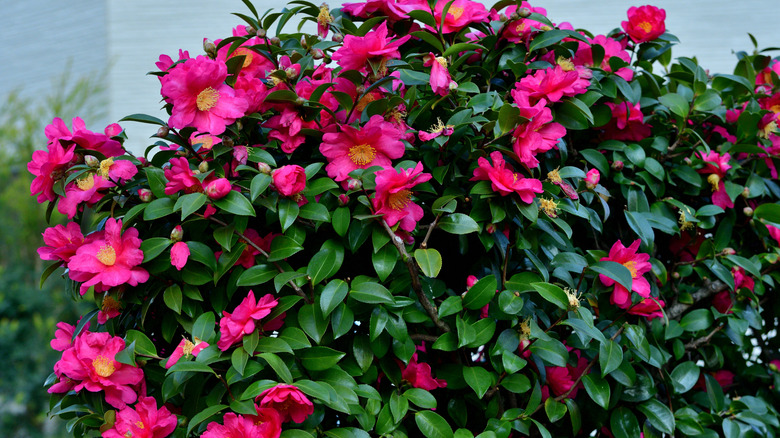 A Camellia sasanqua grows near a house, displaying bright pink flowers