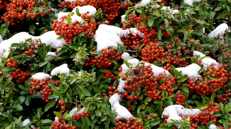 Snow can be seen on a scarlet firethorn plant bearing red-orange fruit