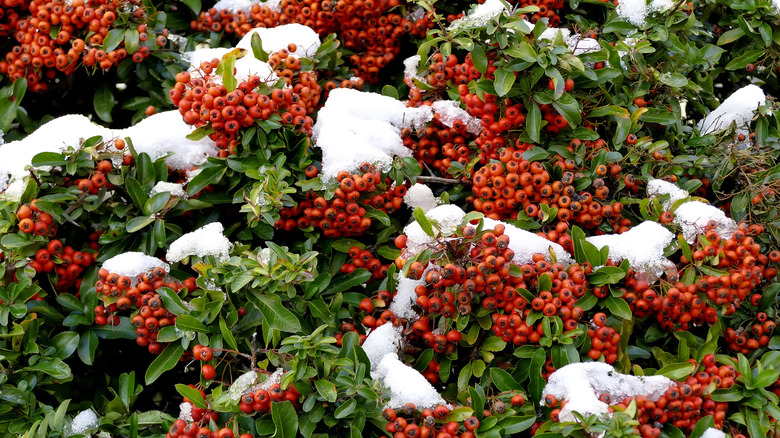 Snow can be seen on a scarlet firethorn plant bearing red-orange fruit