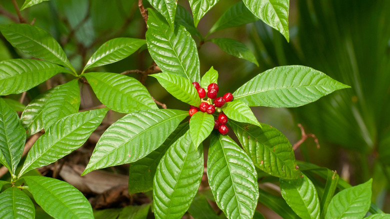 A close-up photo shows the oval leaves and red fruits of a wild coffee plant