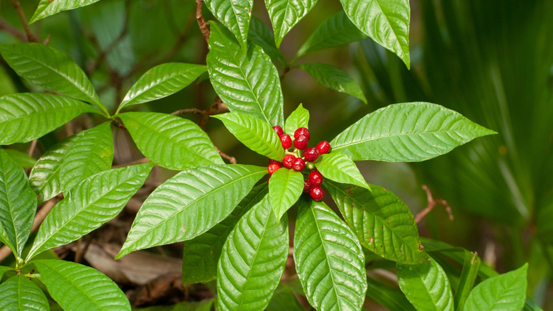 A close-up photo shows the oval leaves and red fruits of a wild coffee plant