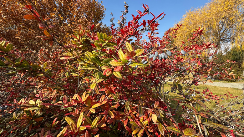 A wintergreen barberry shrub, with leaves turning red, grows on a lawn
