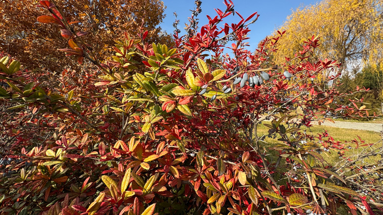 A wintergreen barberry shrub, with leaves turning red, grows on a lawn