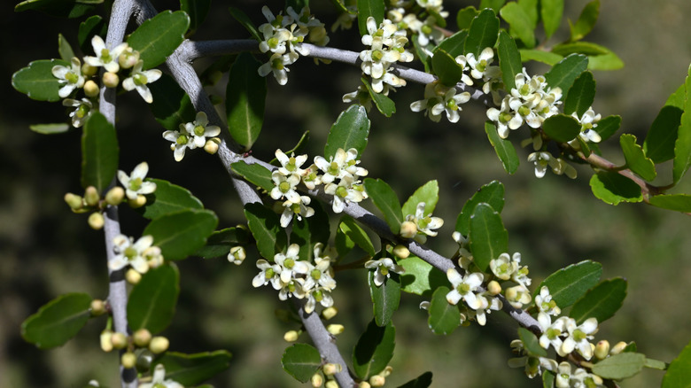 White flowers are seen on the branches of a yaupon holly shrub