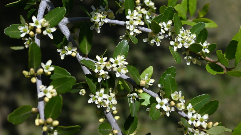 White flowers are seen on the branches of a yaupon holly shrub