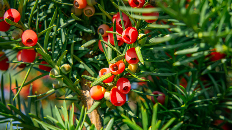 Reds fruits and needle-like leaves are seen in a close-up photo of a yew plant