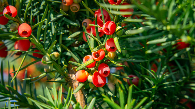 Reds fruits and needle-like leaves are seen in a close-up photo of a yew plant