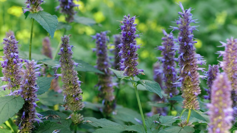 Anise hyssop blooms in a flower bed with green foliage